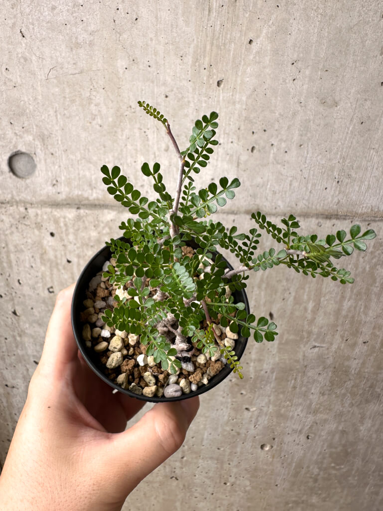 【現品限り】オペルクリカリア・パキプス 根挿し【AE1】 Operculicarya pachypus