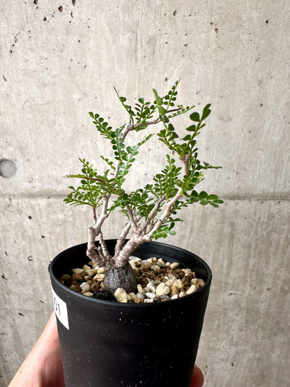 【現品限り】オペルクリカリア・パキプス 根挿し【AE1】 Operculicarya pachypus