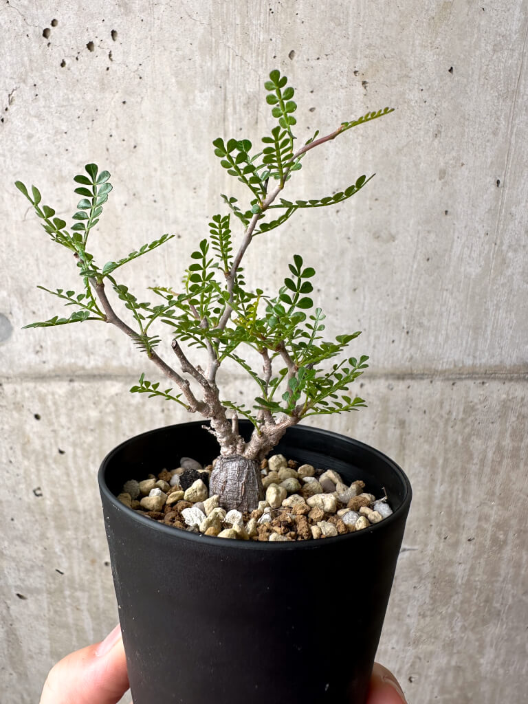 【現品限り】オペルクリカリア・パキプス 根挿し【AE1】 Operculicarya pachypus