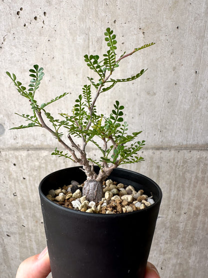 【現品限り】オペルクリカリア・パキプス 根挿し【AE1】 Operculicarya pachypus