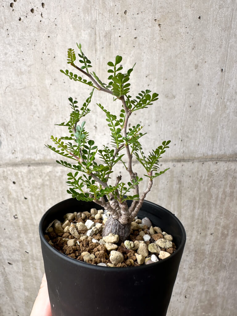 【現品限り】オペルクリカリア・パキプス 根挿し【AE1】 Operculicarya pachypus