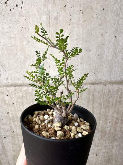 【現品限り】オペルクリカリア・パキプス 根挿し【AE1】 Operculicarya pachypus