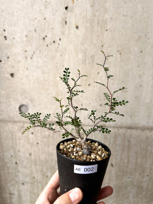 【現品限り】オペルクリカリア・パキプス 根挿し【AE2】 Operculicarya pachypus