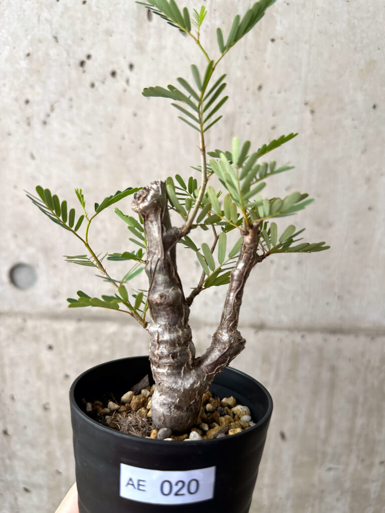 【現品限り】センナ・メリディオナリス 実生【AE20】 Senna meridionalis