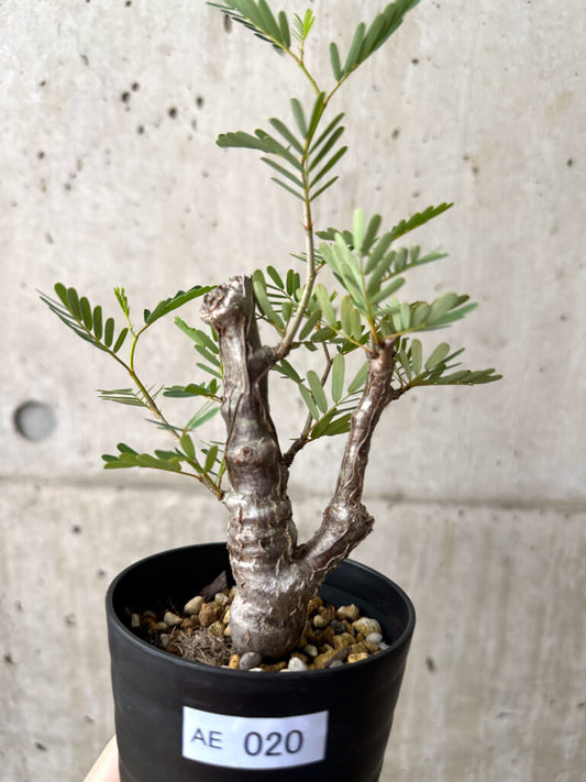 【現品限り】センナ・メリディオナリス 実生【AE20】 Senna meridionalis