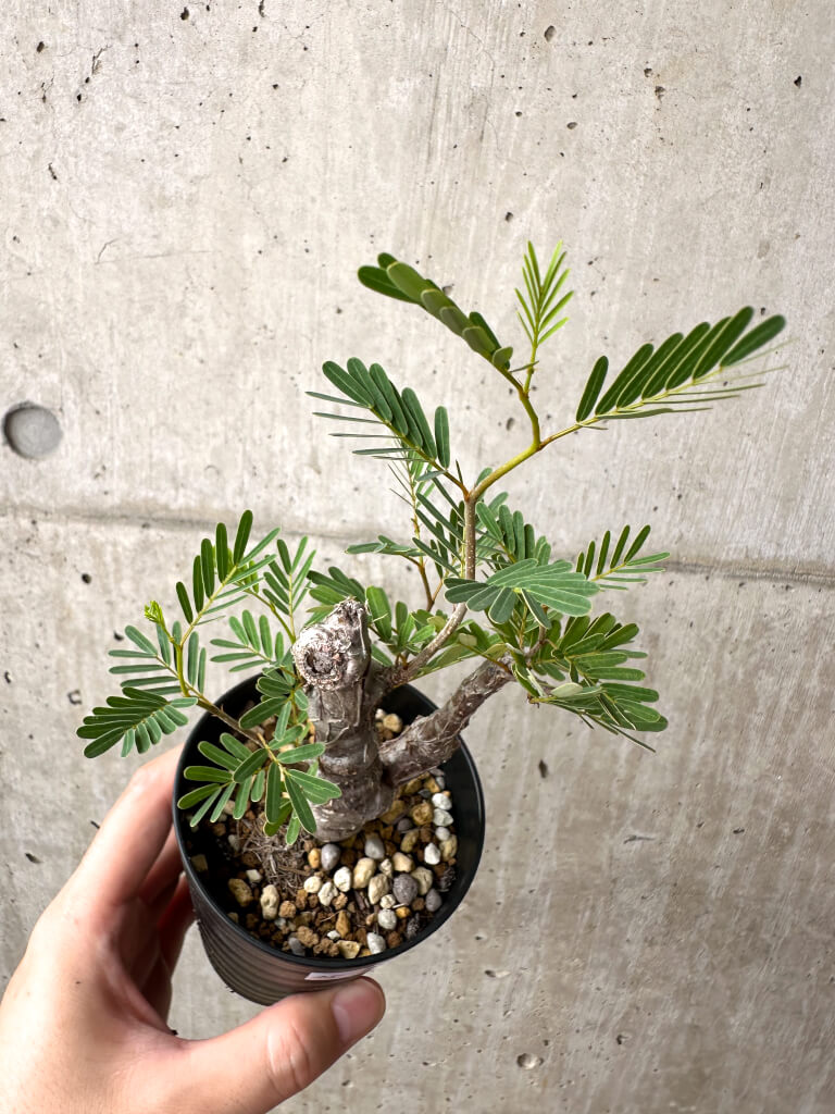 【現品限り】センナ・メリディオナリス 実生【AE20】 Senna meridionalis