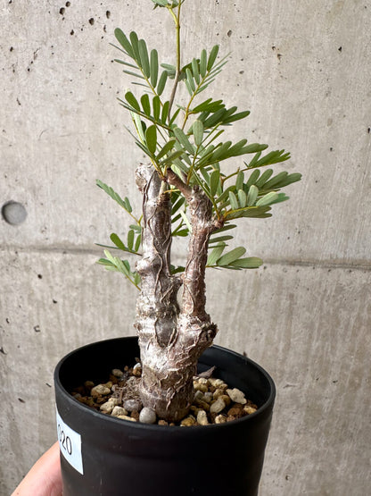 【現品限り】センナ・メリディオナリス 実生【AE20】 Senna meridionalis