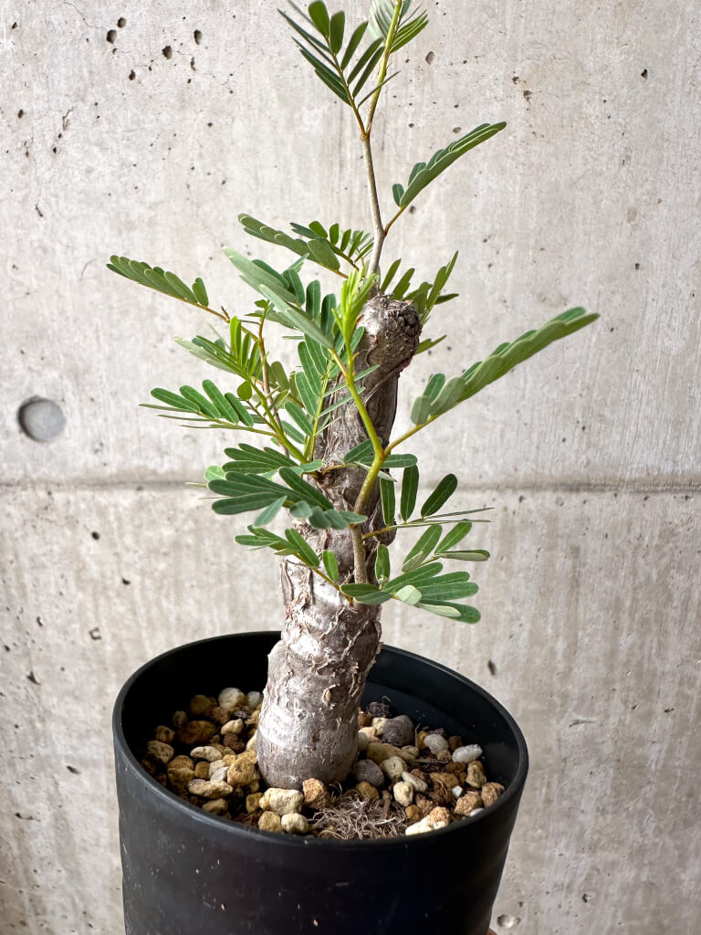 【現品限り】センナ・メリディオナリス 実生【AE20】 Senna meridionalis