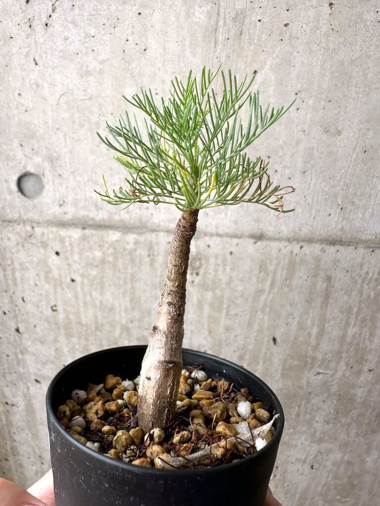 【現品限り】コミフォラ・クラウセリアーナ【AE21】 Commiphora kraeuseliana