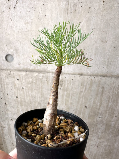 【現品限り】コミフォラ・クラウセリアーナ【AE21】 Commiphora kraeuseliana