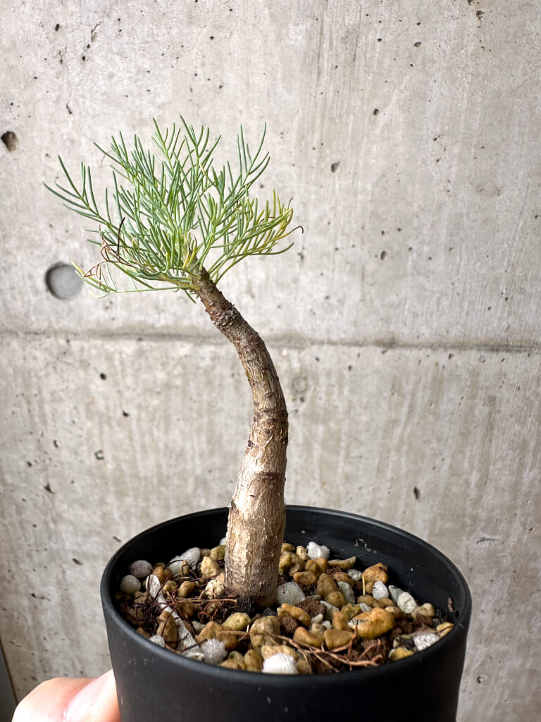 【現品限り】コミフォラ・クラウセリアーナ【AE21】 Commiphora kraeuseliana