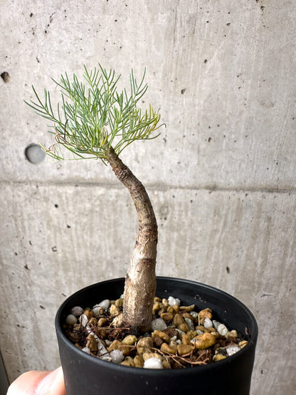 【現品限り】コミフォラ・クラウセリアーナ【AE21】 Commiphora kraeuseliana