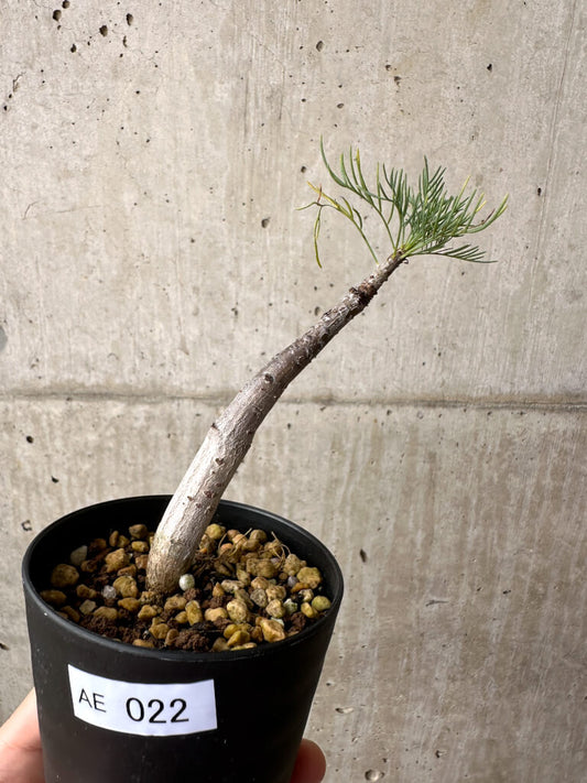 【現品限り】コミフォラ・クラウセリアーナ【AE22】 Commiphora kraeuseliana