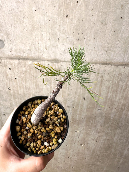 【現品限り】コミフォラ・クラウセリアーナ【AE22】 Commiphora kraeuseliana