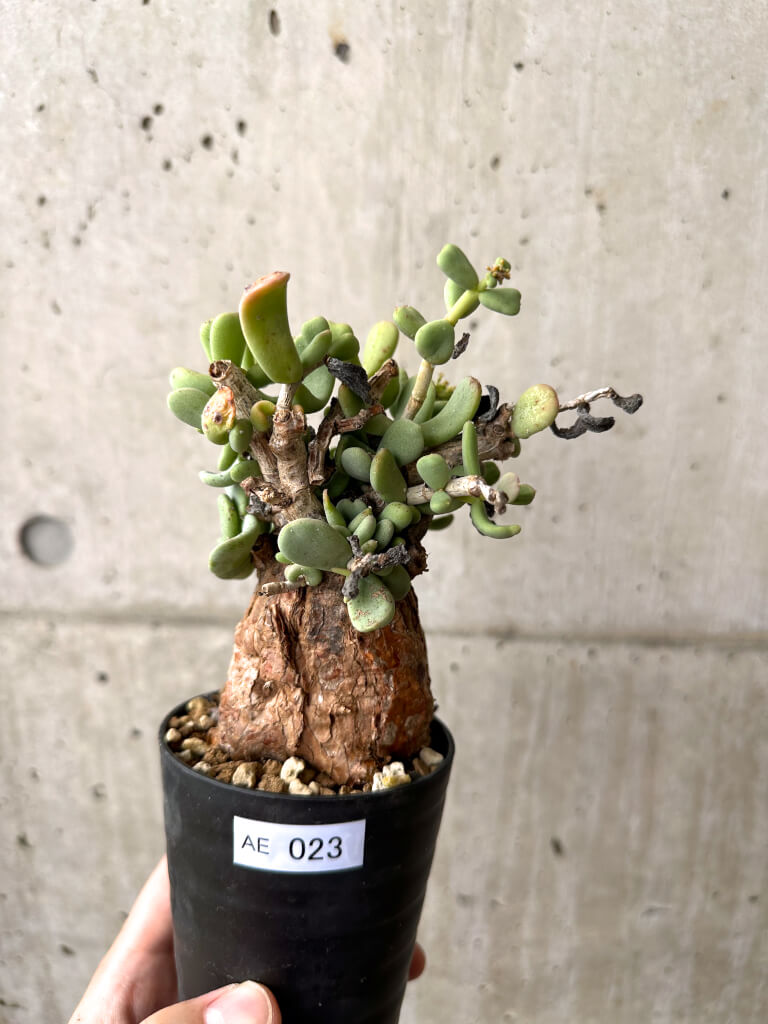 【現品限り】ケラリア・ピグマエア 現地株 約1年管理【AE23】 Ceraria pygmae