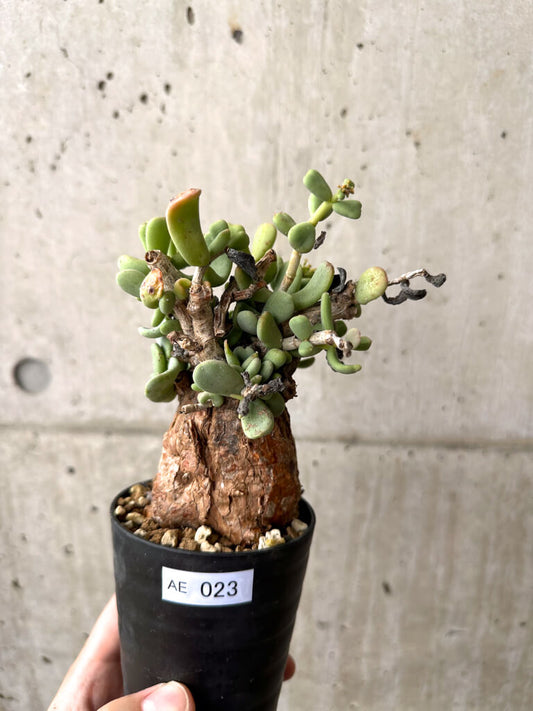 【現品限り】ケラリア・ピグマエア 現地株 約1年管理【AE23】 Ceraria pygmae