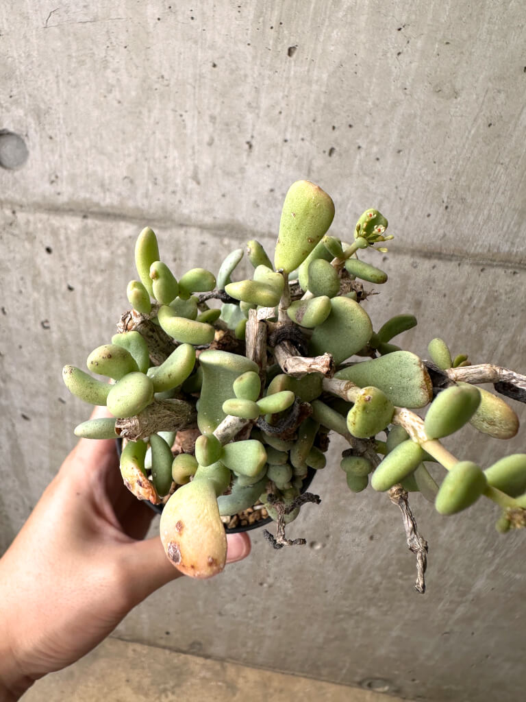 【現品限り】ケラリア・ピグマエア 現地株 約1年管理【AE23】 Ceraria pygmae