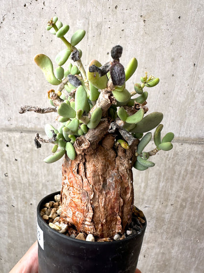 【現品限り】ケラリア・ピグマエア 現地株 約1年管理【AE23】 Ceraria pygmae