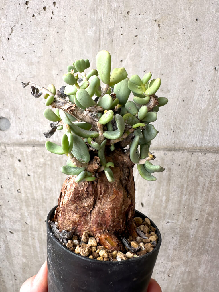 【現品限り】ケラリア・ピグマエア 現地株 約1年管理【AE23】 Ceraria pygmae