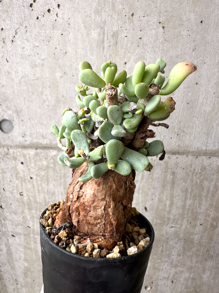 【現品限り】ケラリア・ピグマエア 現地株 約1年管理【AE23】 Ceraria pygmae