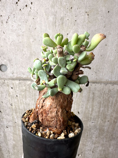 【現品限り】ケラリア・ピグマエア 現地株 約1年管理【AE23】 Ceraria pygmae