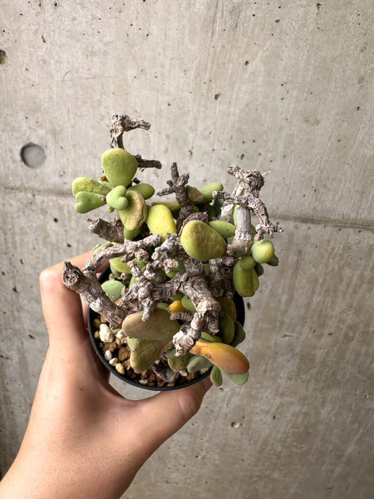 【現品限り】ケラリア・ピグマエア 現地株 約1年管理【AE24】 Ceraria pygmae