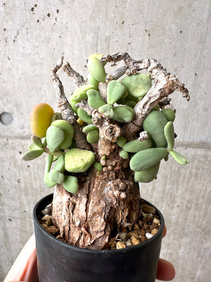 【現品限り】ケラリア・ピグマエア 現地株 約1年管理【AE24】 Ceraria pygmae