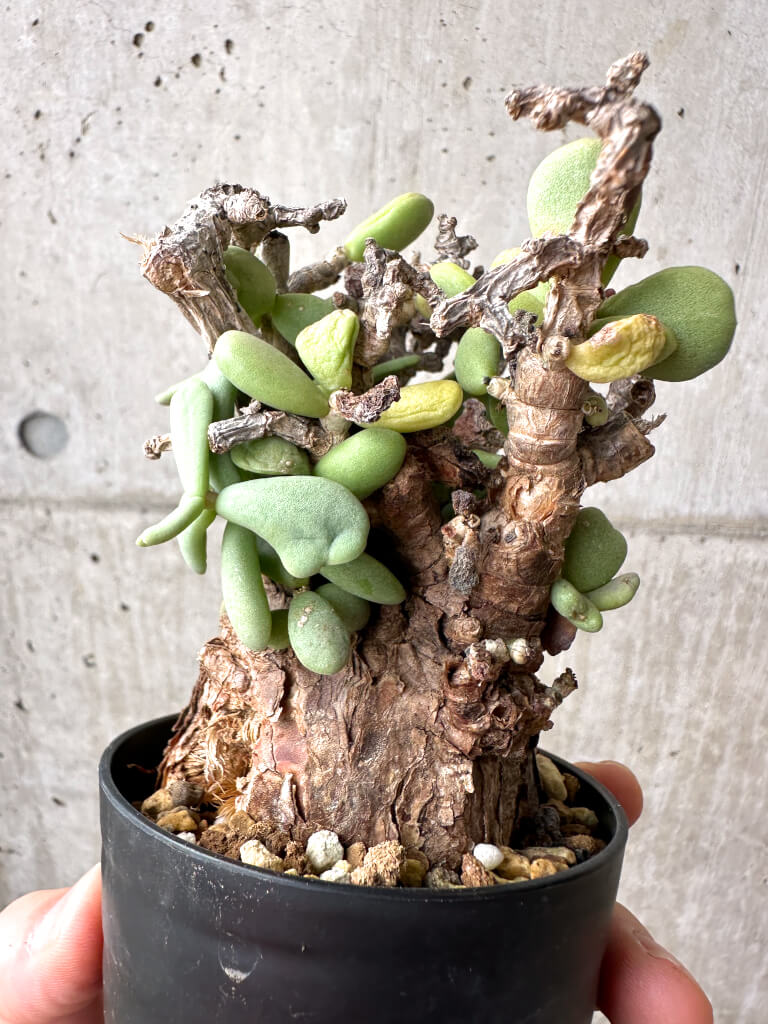 【現品限り】ケラリア・ピグマエア 現地株 約1年管理【AE24】 Ceraria pygmae