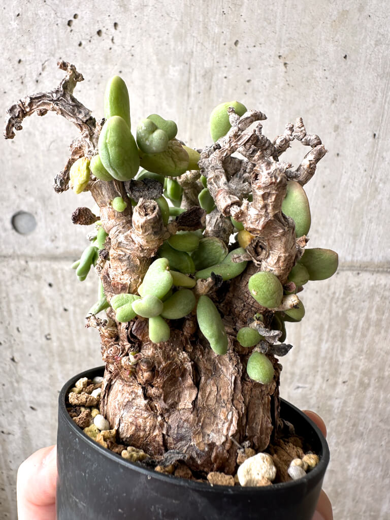 【現品限り】ケラリア・ピグマエア 現地株 約1年管理【AE24】 Ceraria pygmae