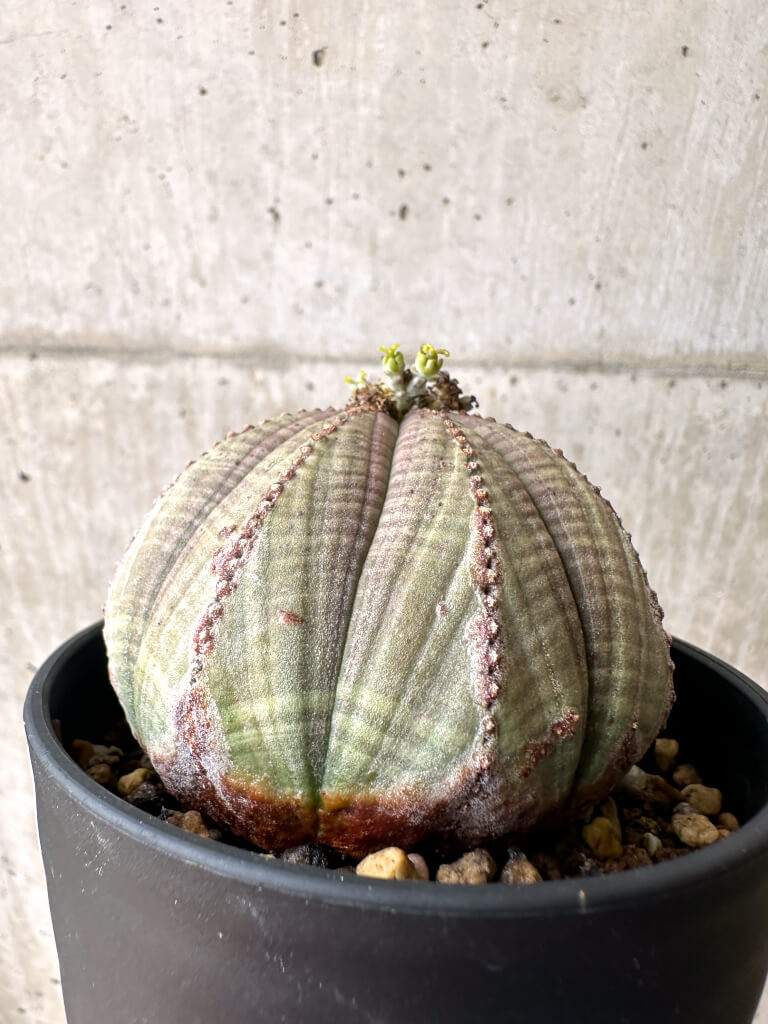 Euphorbia obesa ユーフォルビア オベサ 塊根植物 現品限り】ユーフォルビア・オベサ【AE25】 Euphorbia obesa 塊根植物