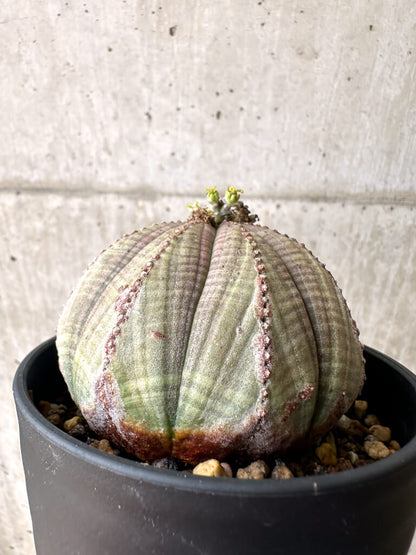 【現品限り】ユーフォルビア・オベサ【AE25】 Euphorbia obesa