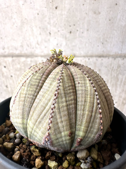 【現品限り】ユーフォルビア・オベサ【AE25】 Euphorbia obesa