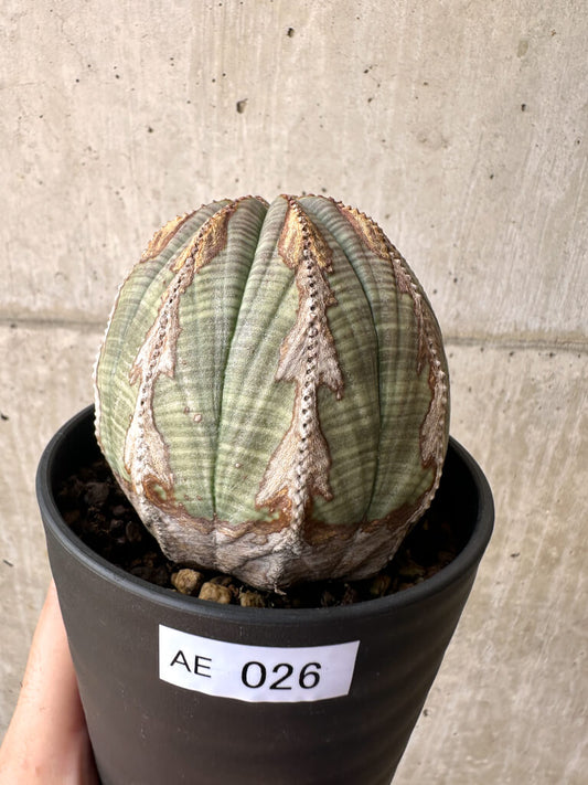 【現品限り】ユーフォルビア・オベサ【AE26】 Euphorbia obesa