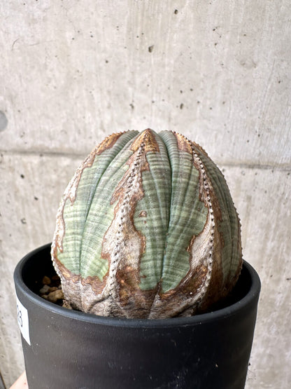 【現品限り】ユーフォルビア・オベサ【AE26】 Euphorbia obesa