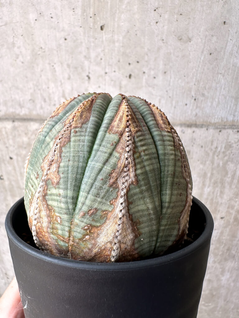 【現品限り】ユーフォルビア・オベサ【AE26】 Euphorbia obesa