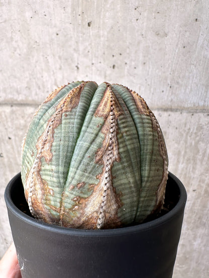【現品限り】ユーフォルビア・オベサ【AE26】 Euphorbia obesa