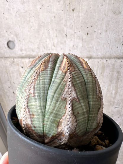 【現品限り】ユーフォルビア・オベサ【AE26】 Euphorbia obesa