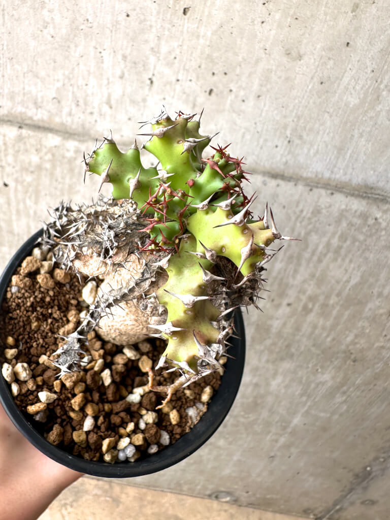 現品限り】ユーフォルビア・スクアローサ 奇怪ヶ島【AE27】 Euphorbia