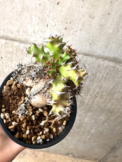 【現品限り】ユーフォルビア・スクアローサ 奇怪ヶ島【AE27】 Euphorbia squarrosa