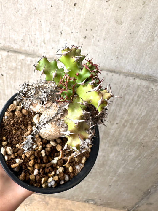 【現品限り】ユーフォルビア・スクアローサ 奇怪ヶ島【AE27】 Euphorbia squarrosa