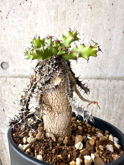 【現品限り】ユーフォルビア・スクアローサ 奇怪ヶ島【AE27】 Euphorbia squarrosa