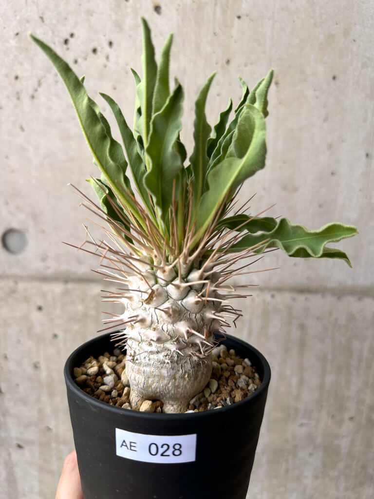 【現品限り】パキポディウム・ナマクアナム 光堂 実生 大株【AE28】 Pachypodium namaquanum
