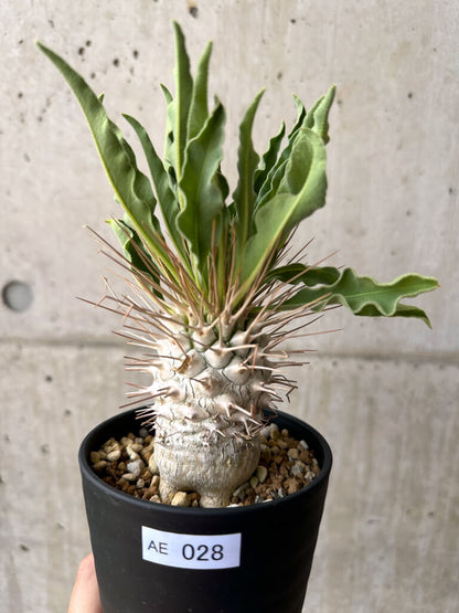 【現品限り】パキポディウム・ナマクアナム 光堂 実生 大株【AE28】 Pachypodium namaquanum