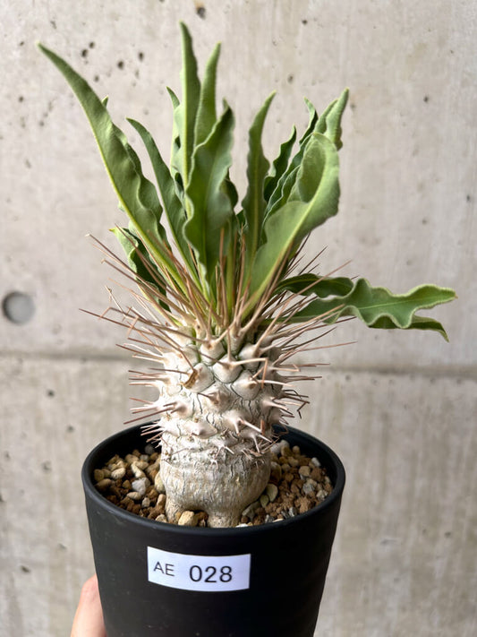 【現品限り】パキポディウム・ナマクアナム 光堂 実生 大株【AE28】 Pachypodium namaquanum