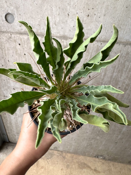 【現品限り】パキポディウム・ナマクアナム 光堂 実生 大株【AE28】 Pachypodium namaquanum