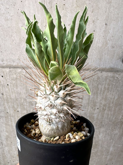 【現品限り】パキポディウム・ナマクアナム 光堂 実生 大株【AE28】 Pachypodium namaquanum