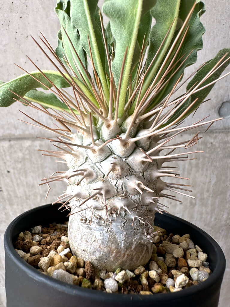 【現品限り】パキポディウム・ナマクアナム 光堂 実生 大株【AE28】 Pachypodium namaquanum