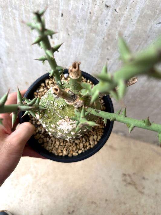 【現品限り】アデニア・グロボーサ 現地株 発根済み 4ヶ月管理【AE29】 Adenia globosa