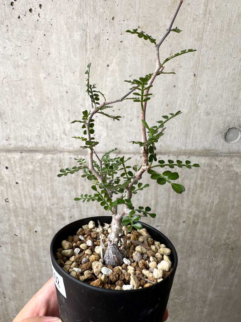 【現品限り】オペルクリカリア・パキプス 根挿し【AE2】 Operculicarya pachypus