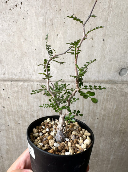 【現品限り】オペルクリカリア・パキプス 根挿し【AE2】 Operculicarya pachypus